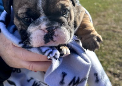 Sadie Mae
